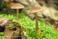 Mycena galericulata image