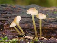 Mycena galericulata image