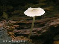 Mycena galericulata image