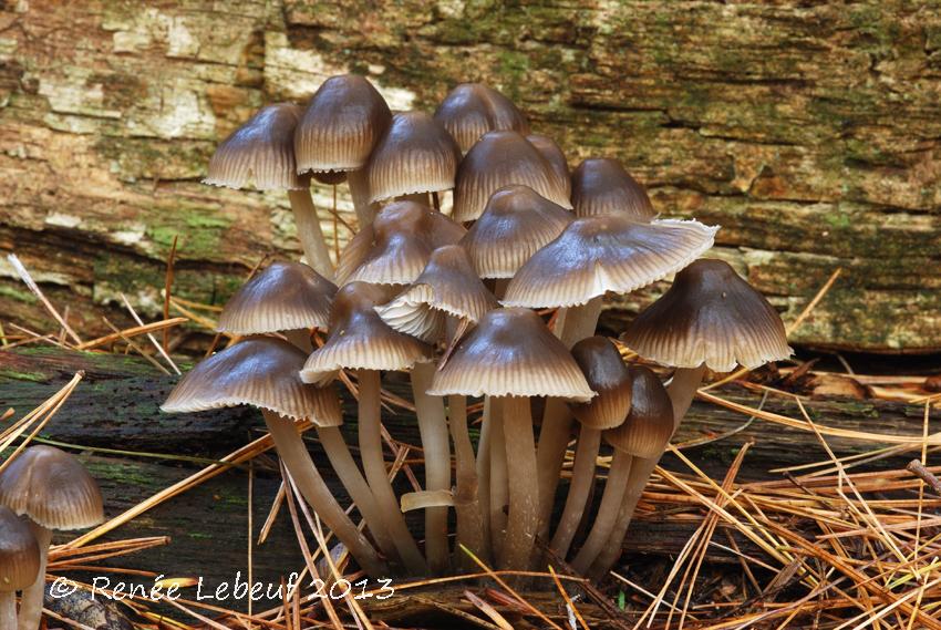 Mycena inclinata image