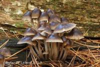 Image of Mycena inclinata