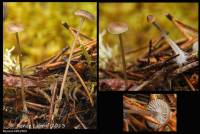 Mycena latifolia image