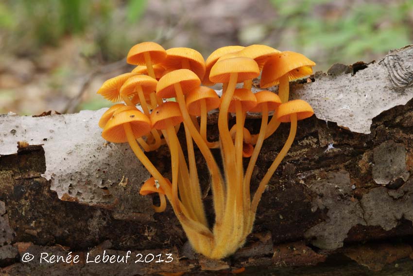 Mycena leaiana image