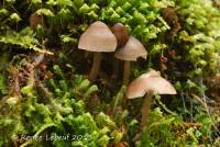 Mycena maculata image