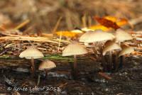 Mycena maculata image