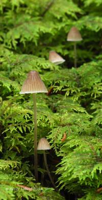 Mycena metata image