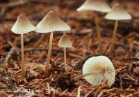 Mycena metata image