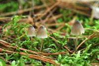 Mycena metata image