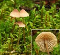 Mycena metata image