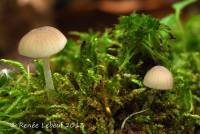 Mycena niveipes image