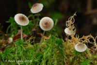 Mycena odorifera image