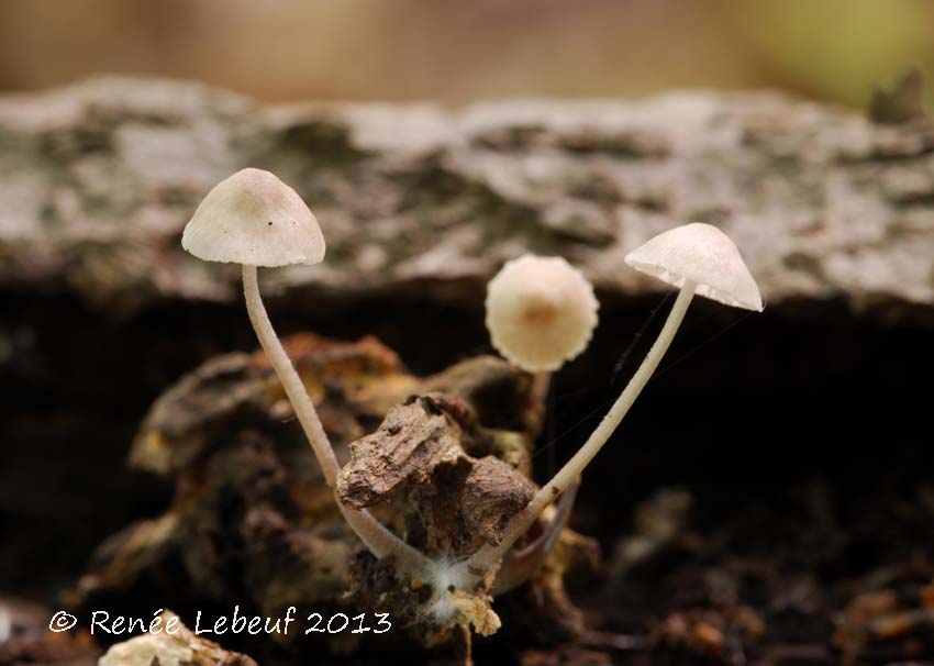 Mycena pilosella image