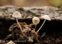 Image of Mycena pilosella