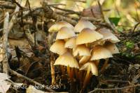 Mycena pseudoinclinata image