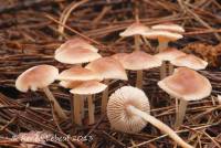 Mycena pura image