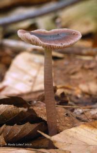 Mycena pura image