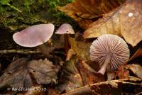 Mycena pura image