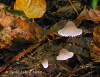 Mycena robusta image