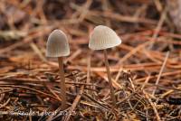 Mycena robusta image