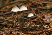 Mycena robusta image