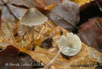 Mycena robusta image