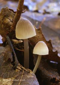 Mycena robusta image