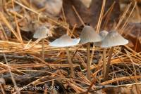 Mycena robusta image