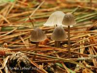 Mycena robusta image