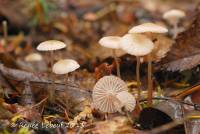 Mycena rosella image