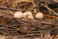 Mycena rosella image