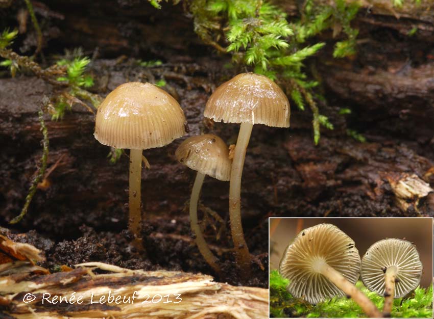 Mycena semivestipes image