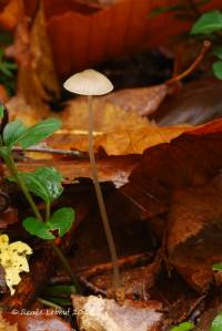 Mycena vitilis image