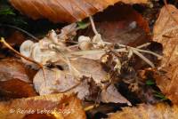 Mycena vitilis image