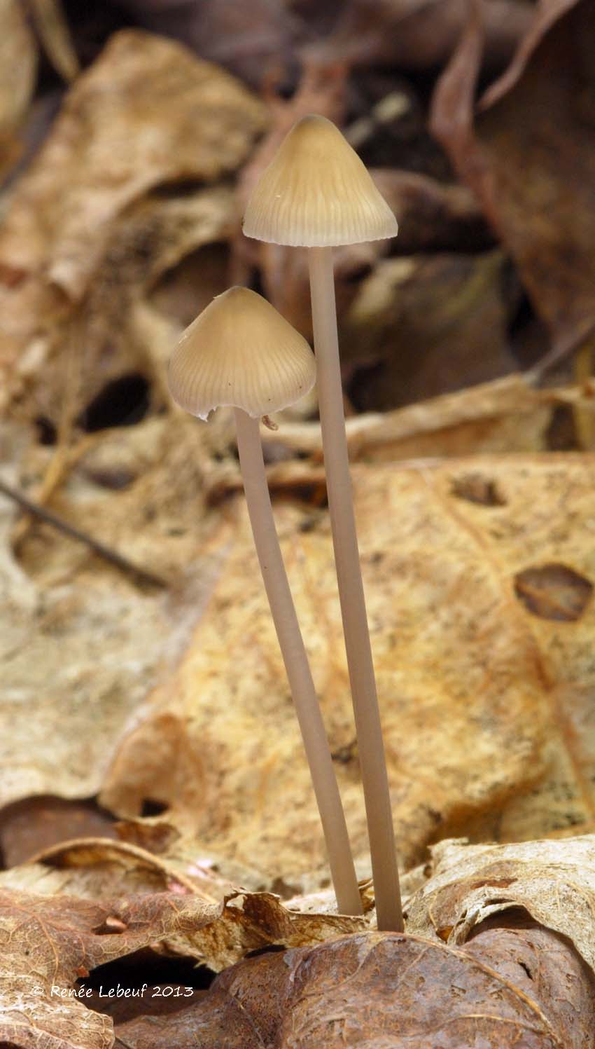 Mycena polygramma f. polygramma image