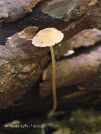 Mycena speirea image