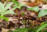 Mycena abramsii image