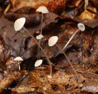 Mycena stylobates image