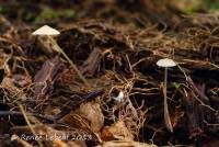 Mycena subcaerulea image