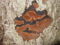 Phellinus lundellii image