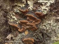 Phellinus lundellii image