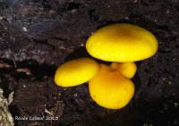 Pluteus chrysophlebius image