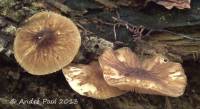 Pluteus granularis image