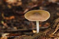 Pluteus americanus image