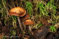 Psilocybe turficola image