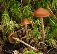 Psilocybe turficola image