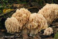 Ramaria cinereocarnea image