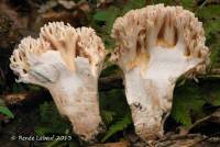 Ramaria cinereocarnea image