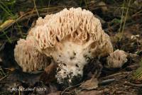 Ramaria cinereocarnea image