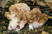 Ramaria cinereocarnea image