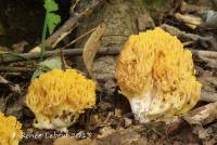 Ramaria flavobrunnescens var. flavobrunnescens image